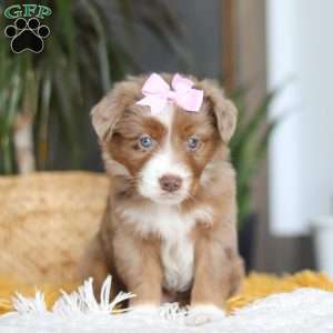 Oz, Miniature Australian Shepherd Puppy